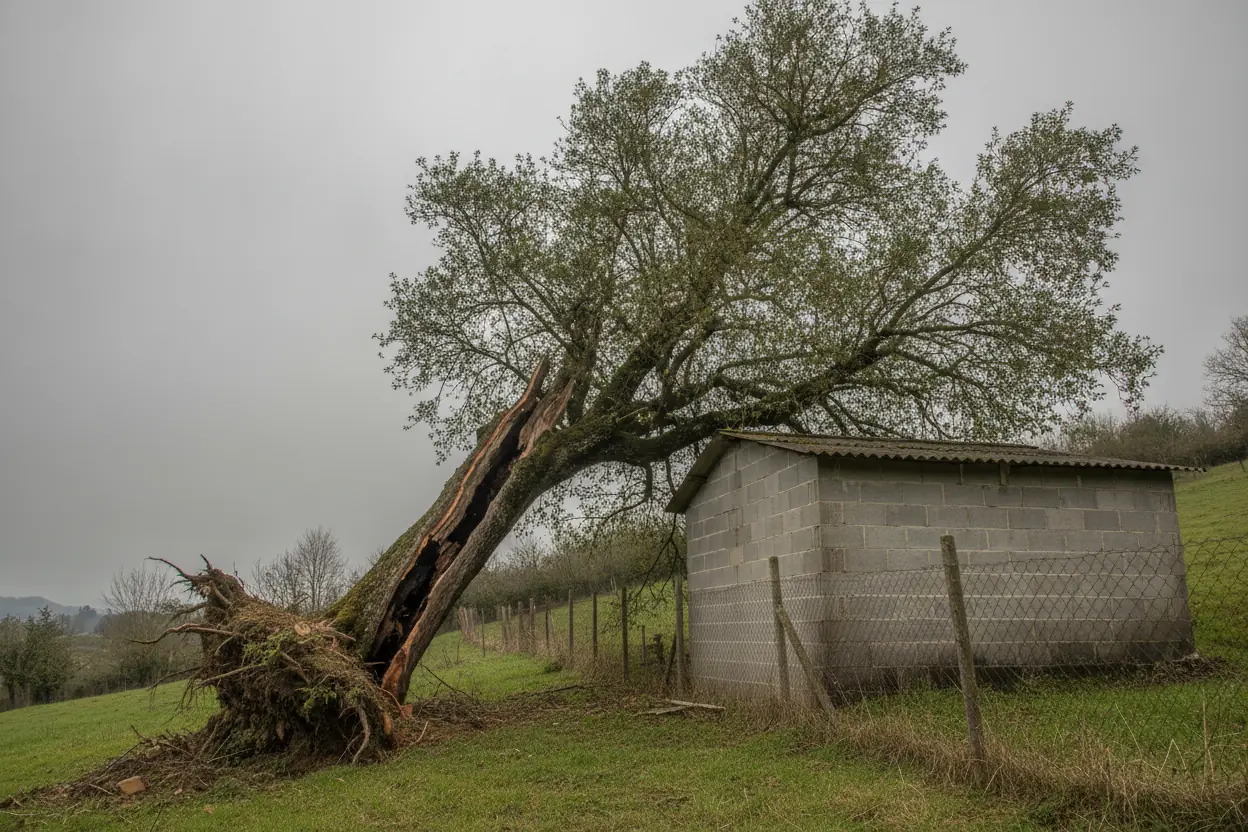 Arbre penché et déraciné menaçant un cabanon avant démontage sécurisé à Villefranque